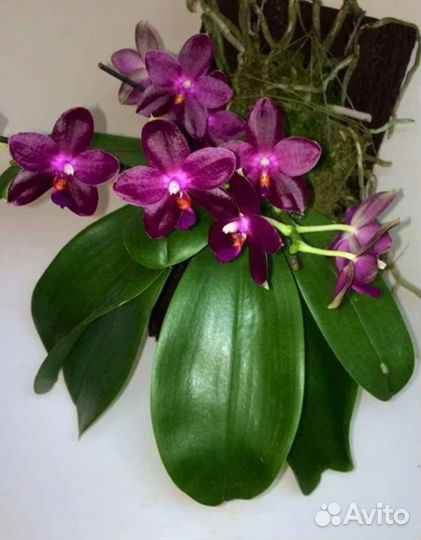 Орхидея каттлея, Фаленопсис