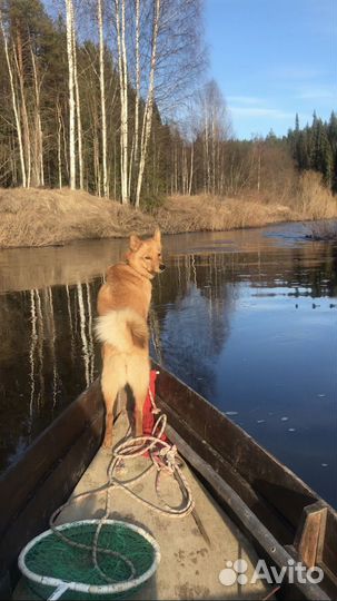 Щенки карело финской лайки