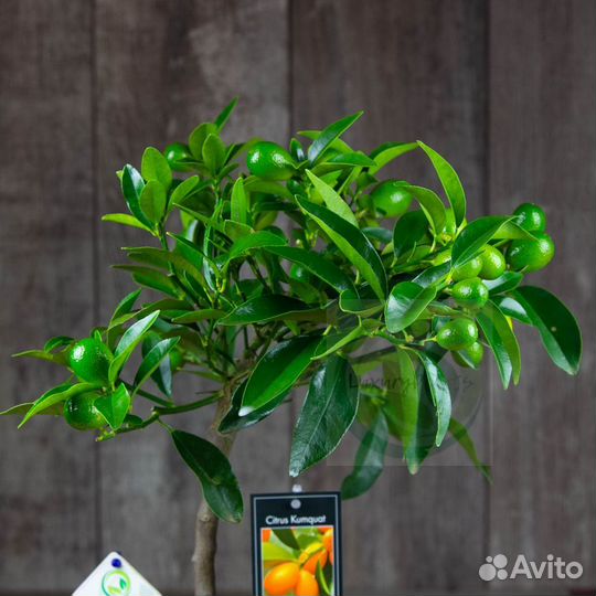 Кумкват 45/15