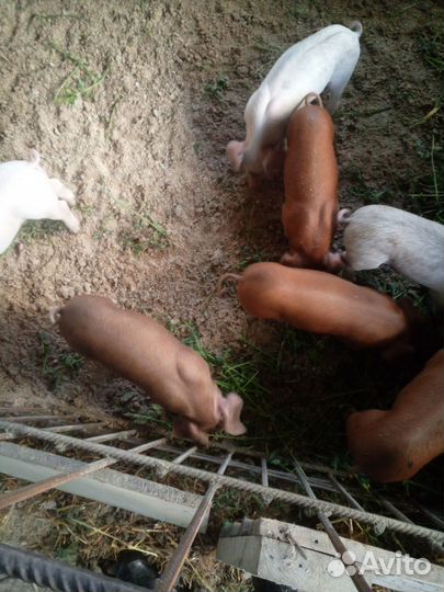 Поросята дюрок-ландрас