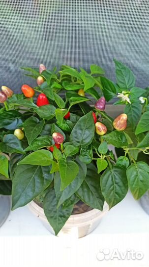 Герань и Перец горький комнатный