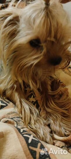 Йоркширский терьер мини вязка и щенки от него