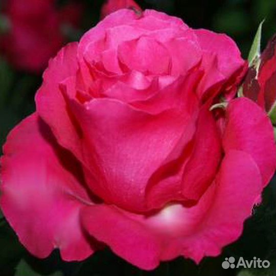 Саженцы роз