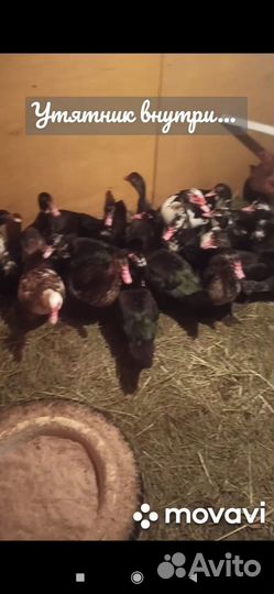 Мускусные утки Селезни 1500 уточки 1000