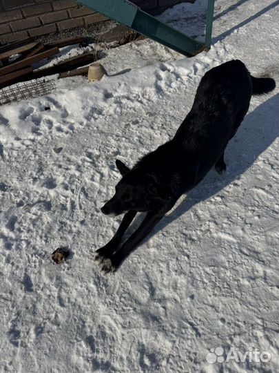 Щенки бесплатно