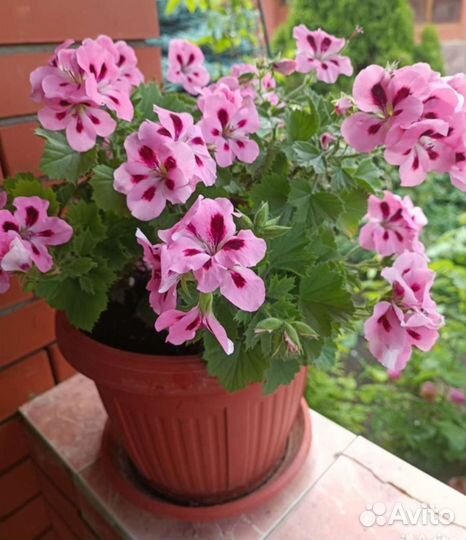 Герань пеларгония сортовая (7)