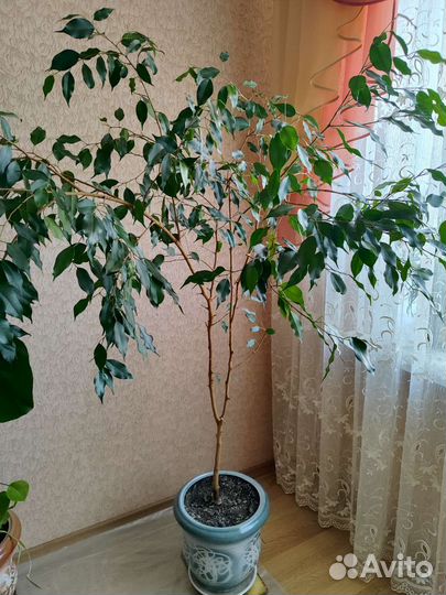 Комнатные цветы