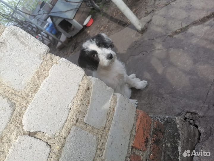 Щенок в добрые руки бесплатно девочка