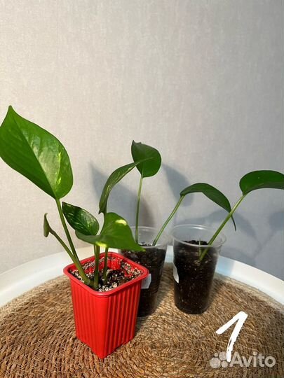 Комнатные лианы