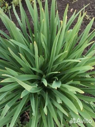 Многолетние цветы для сада