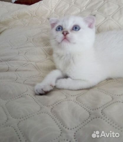Шотландский котенок, мальчик-красавчик объявление продам