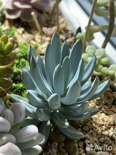 Senecio Serpens сукулент