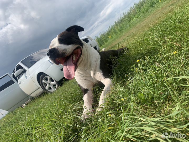 Собака стаффорд