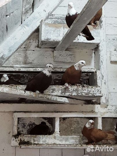 Продажа голубей