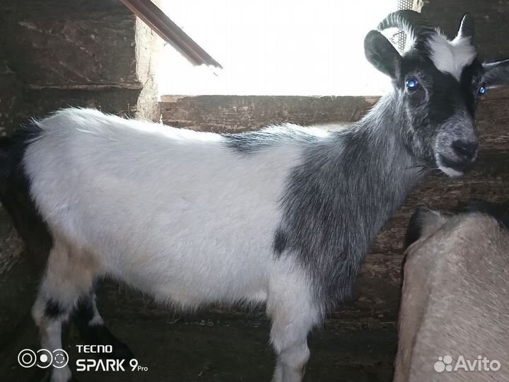 Козы породистые