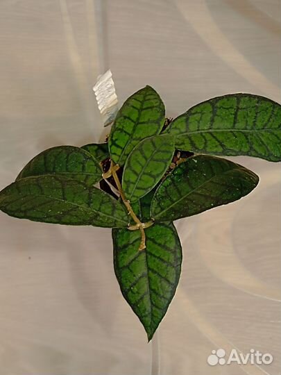 Хойя взрослая