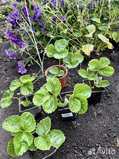 Рассада клубники Азия