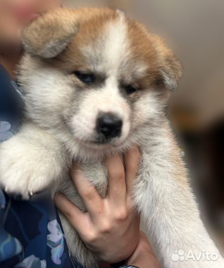 Щенки акита ину