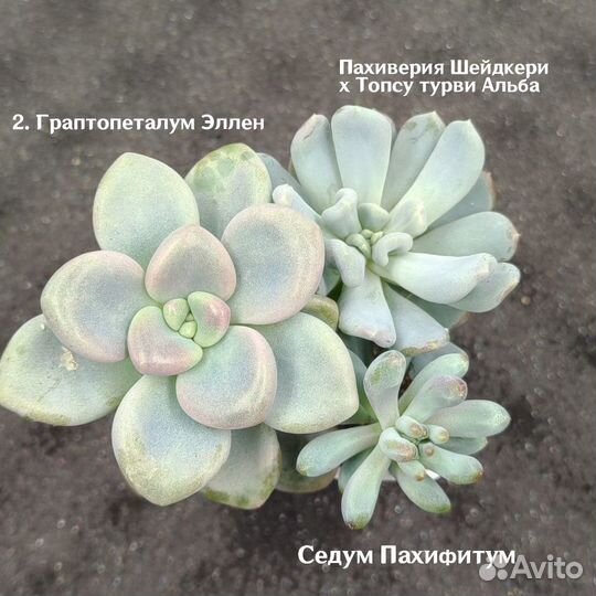 Суккуленты/ Эхеверия трампет пинки/ Садики