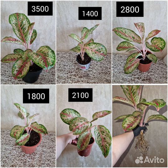 Аглаонема 10 карат