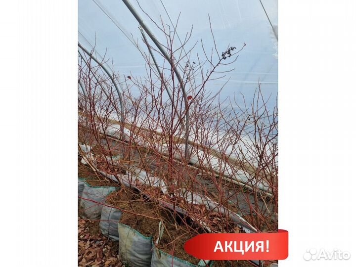 Голубика сорт Элиот