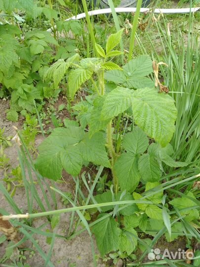 Хлорофитум