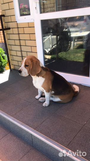 Собака Бигль