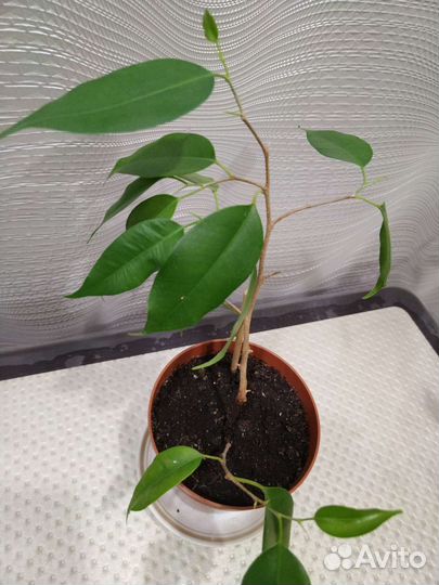 Фикус бенжамина
