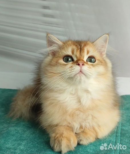 Золотые котята