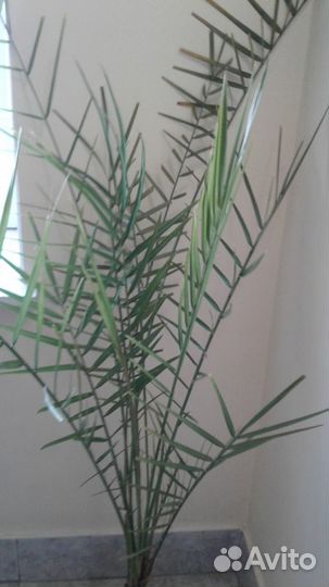 Пальма финиковая