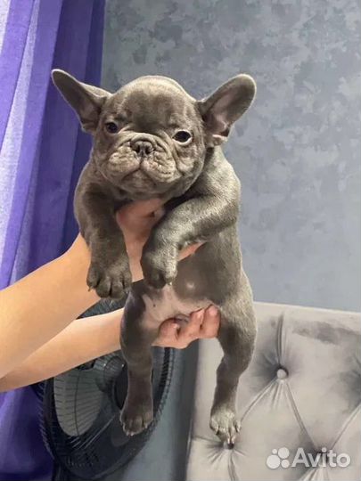 Игривый щенок шпица