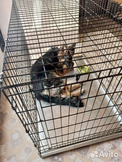 Клетка для собак