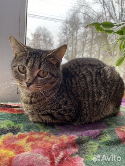 Помесь бенгала девочка