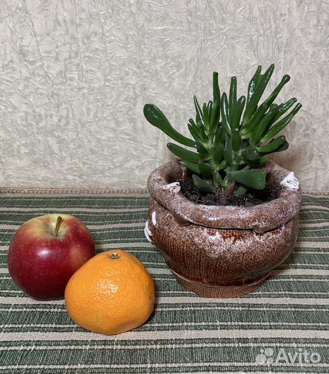 Комнатные растения - крассула овата хоббит