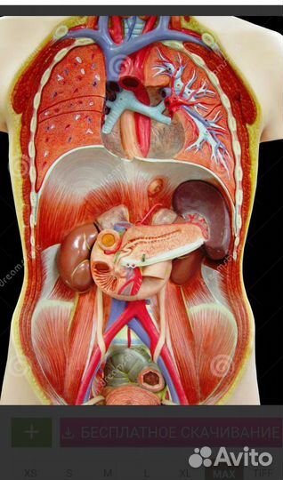 Репетитор по географии огэ и егэ. Биология