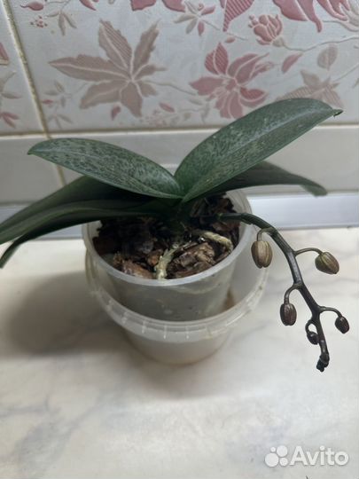 Орхидея фаленопсис парфюмерная фабрика