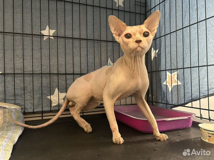 Найден кот сфинкс