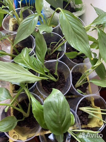 Спатифилуммы