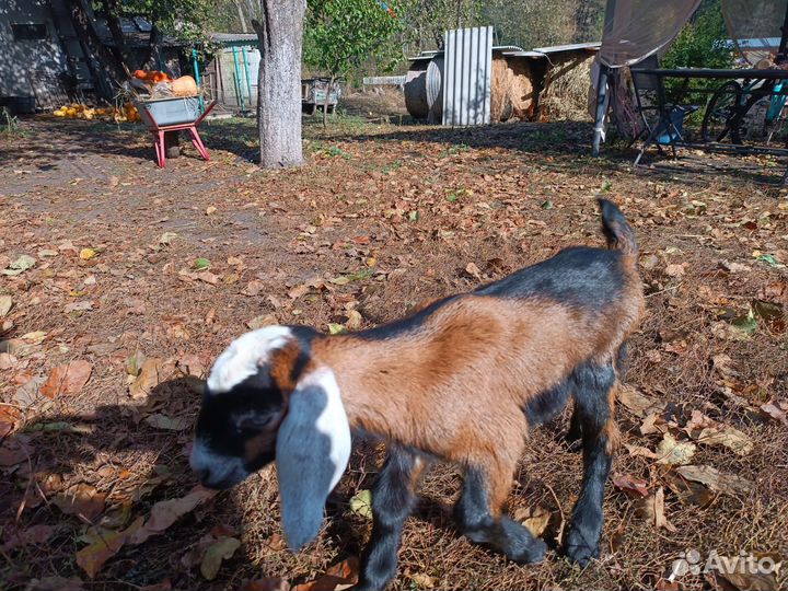 Нубийские козлята