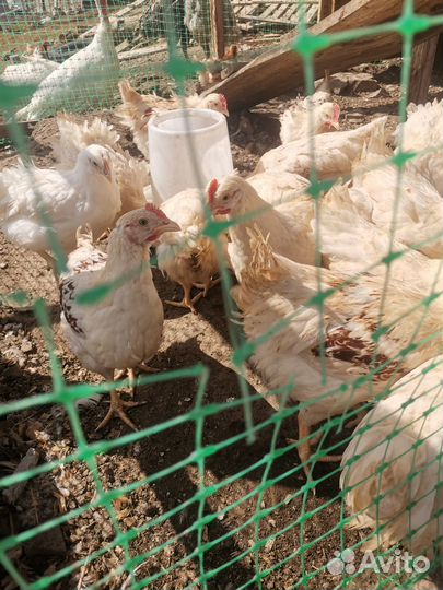 Продам Петухов
