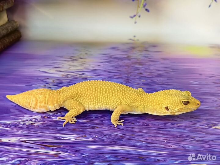 Эублефар самка Sunglow та ручная