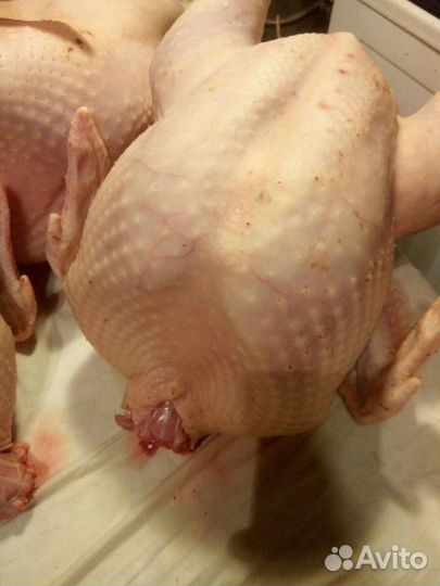 Мясо домашней индейки
