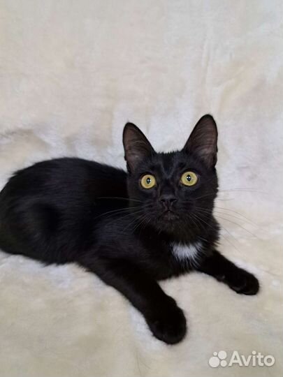 Котёнок Чарли