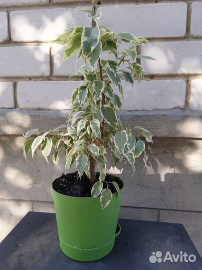 Комнатные растения цветы фикус