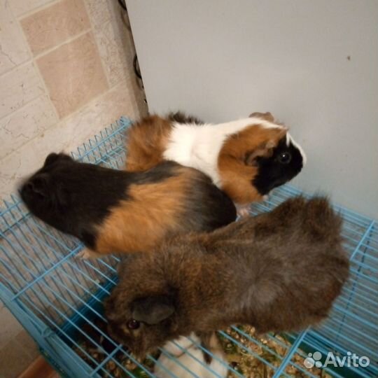 Морские свинки с клеткой