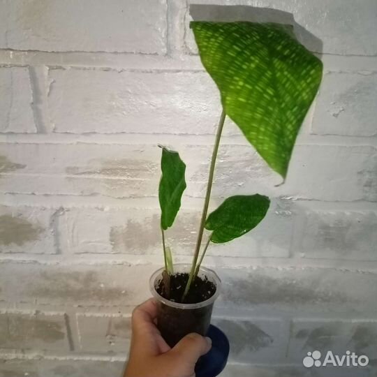 Марантовые