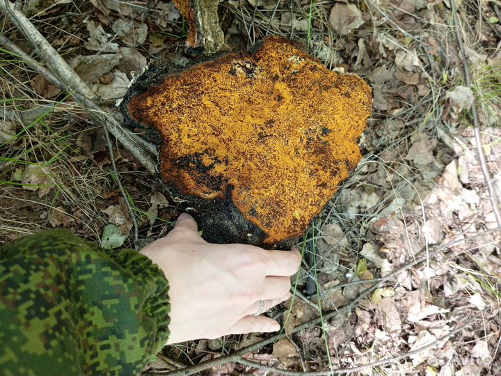 Березовый гриб чага