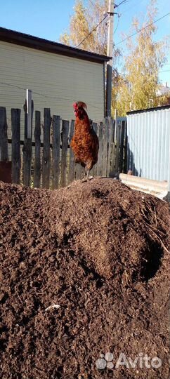 Куры и петухи