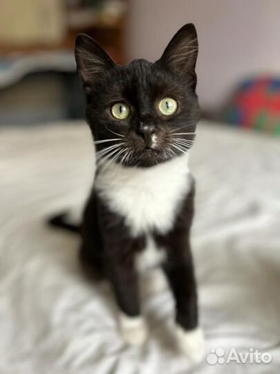 Котенок