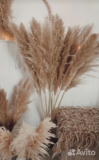 Пампасная трава